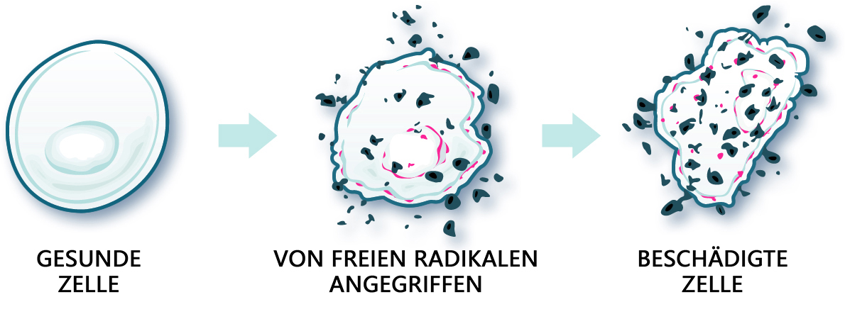 Noni auf zellulärer Ebene