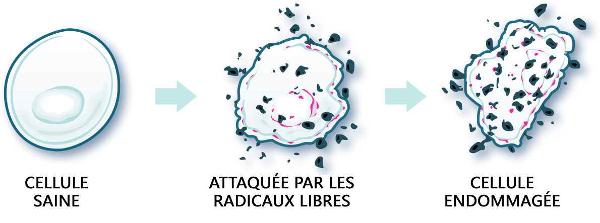régénération cellulaire