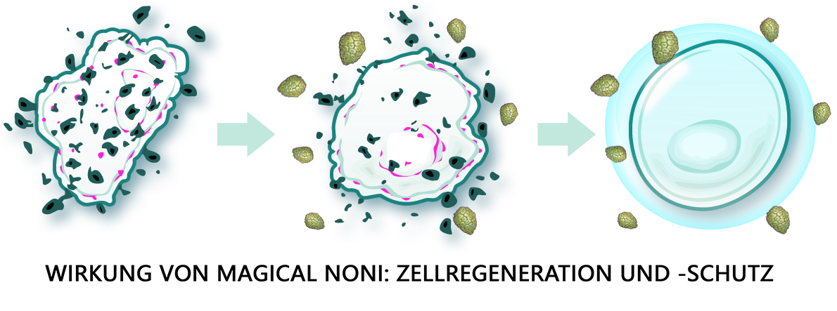 Zellregeneration