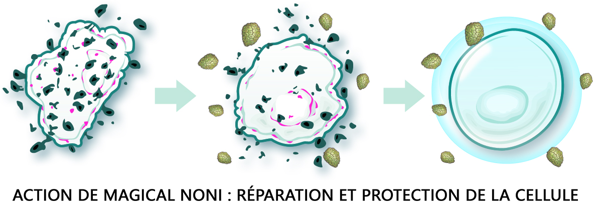 régénération cellulaire