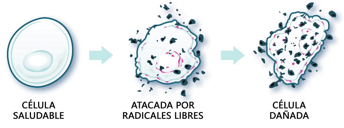 célula bajo la influencia de radicales libres