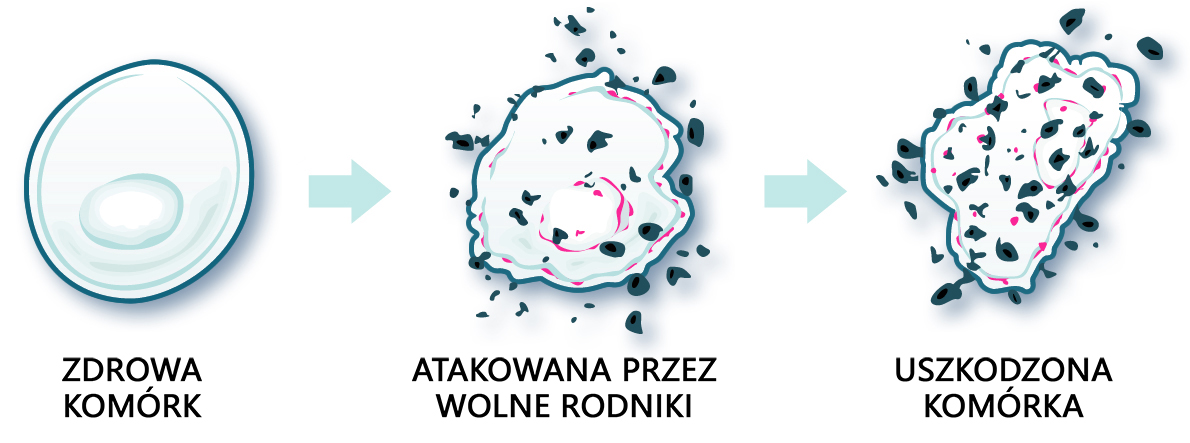 ZDROWA KOMÓRK