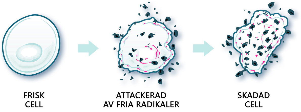 noni på cellnivå