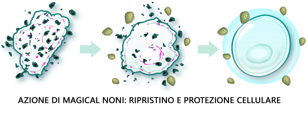 Ripristino cellulare del corpo